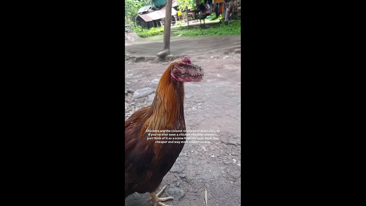 "A Rooster with a Dinosaur’s Mouth! 🐓🦖 When Evolution Takes a Wild Turn"