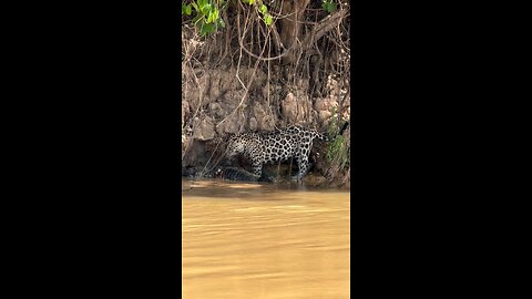 leopard in trouble