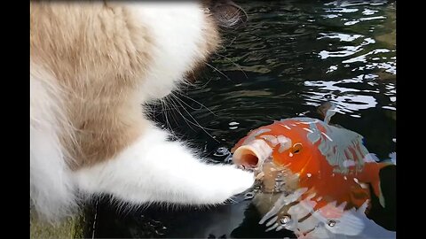 Cute Interaction Between Cat And Koi fish | PSN Experiment