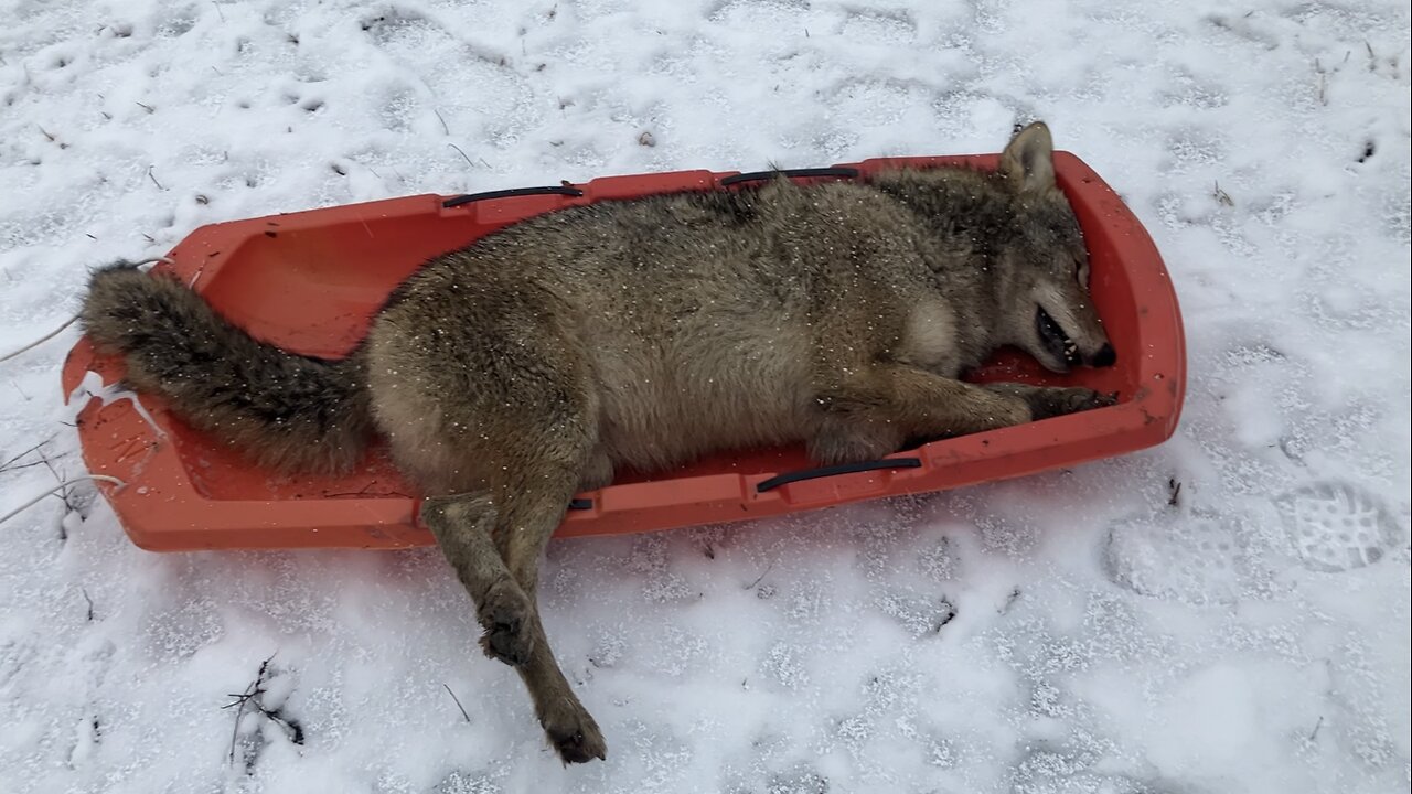 Farm killer coyote