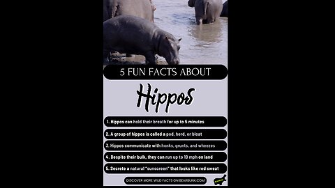 5 Fun Facts About Hippos #wildlifefacts #amazinganimals #animallovers
