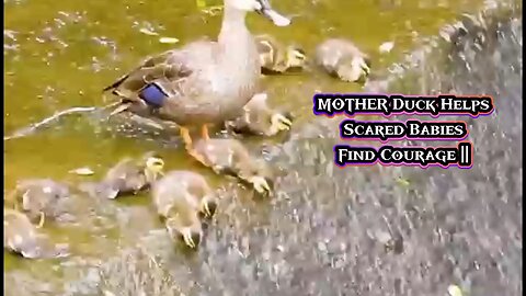 MOTHER Duck Helps Scared Babies Find Courage | Duck Family Adventures🦆💪😊