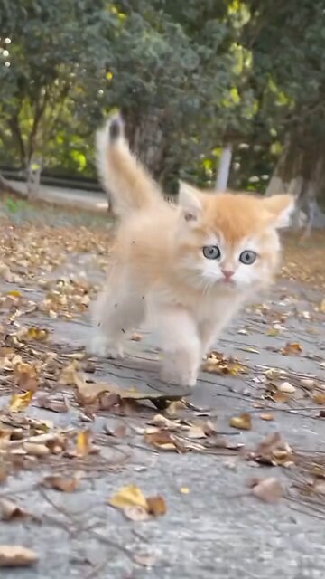 cute cat