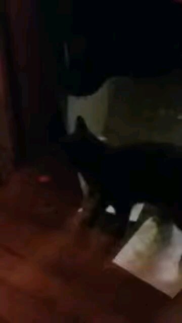 windigo the guard cat 2014