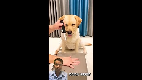 #dog #labrador #puppy #pets #funny #animals #babymonkey #cute #fruit #mongkey