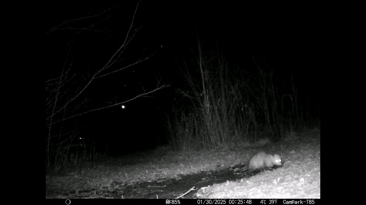 Deer Cam 01-30-2025 Possum