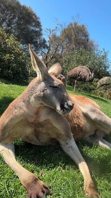 Kangaroo chilling ! Australian wild life