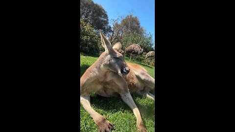 Kangaroo chilling ! Australian wild life