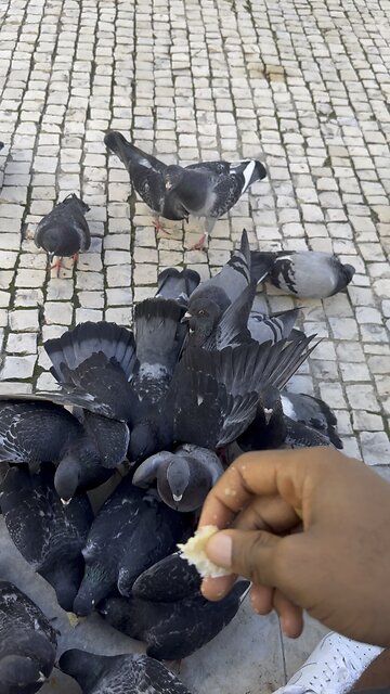 Feeding pigeons