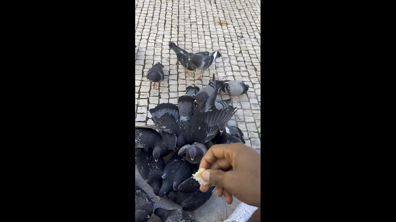 Feeding pigeons