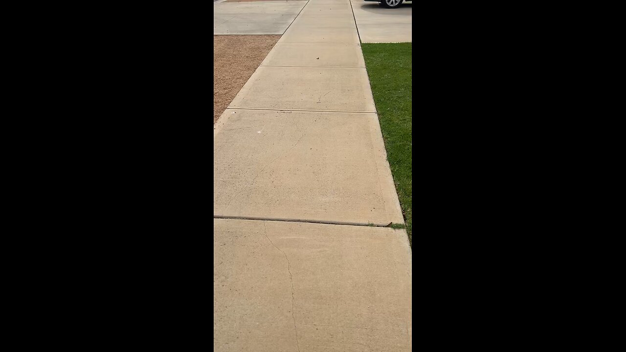 🐶 Morning Walking 😄