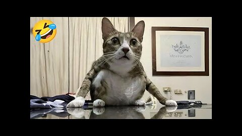 New Funny Cat videos 😂🤣 Funniest Cats Videos of 2025 😻 Part 11