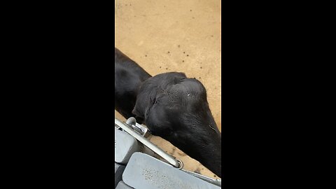 Goats 🐐 #goats #goat #followme #shorts #viral #trending