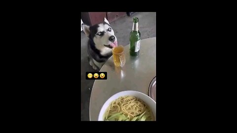 drinking dog