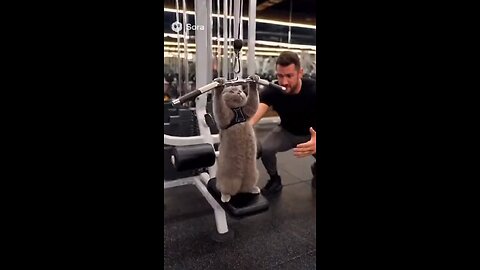 Cat hits the gym like an athlete