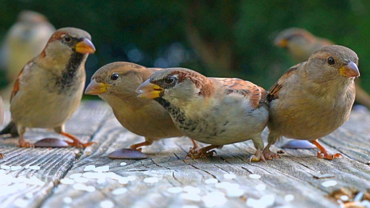 Test Run on a new House Sparrows Feeding Location