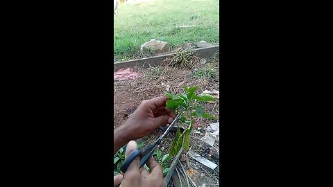 Você sabia que dá pra fazer muda de pimenta só com um galho? Veja como!