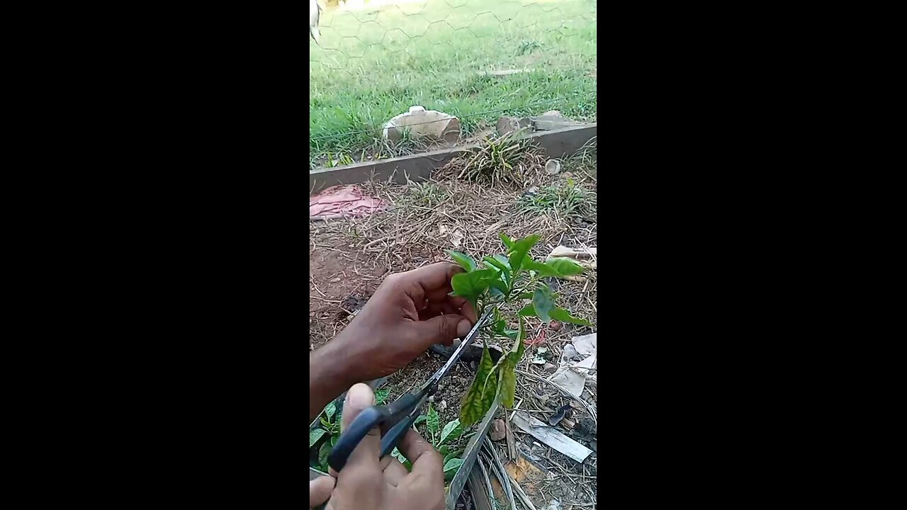 Você sabia que dá pra fazer muda de pimenta só com um galho? Veja como!