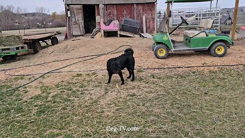 Graham Family Farm: 10:30 AM March 11 2025