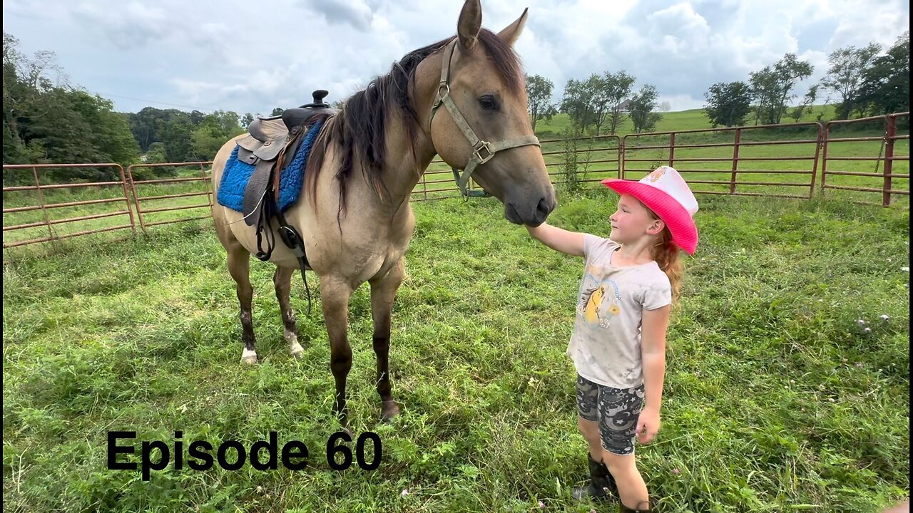 When A colt Meets X-Amish Trainer: You Won’t Believe Her Progress