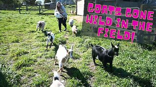 DRAMA In The GOAT Field!