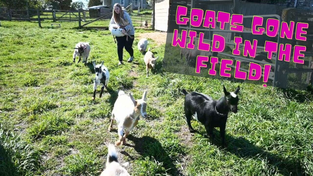 DRAMA In The GOAT Field!