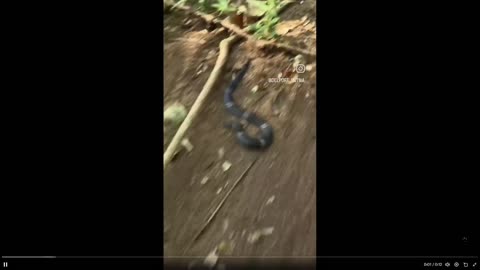 Ever see a snake more like this? My first.... unpredictable moves -12 sec clip