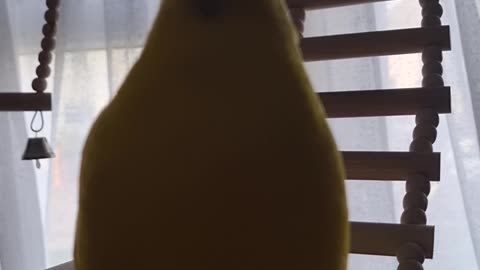 Chocobo to Camera, Pt 1