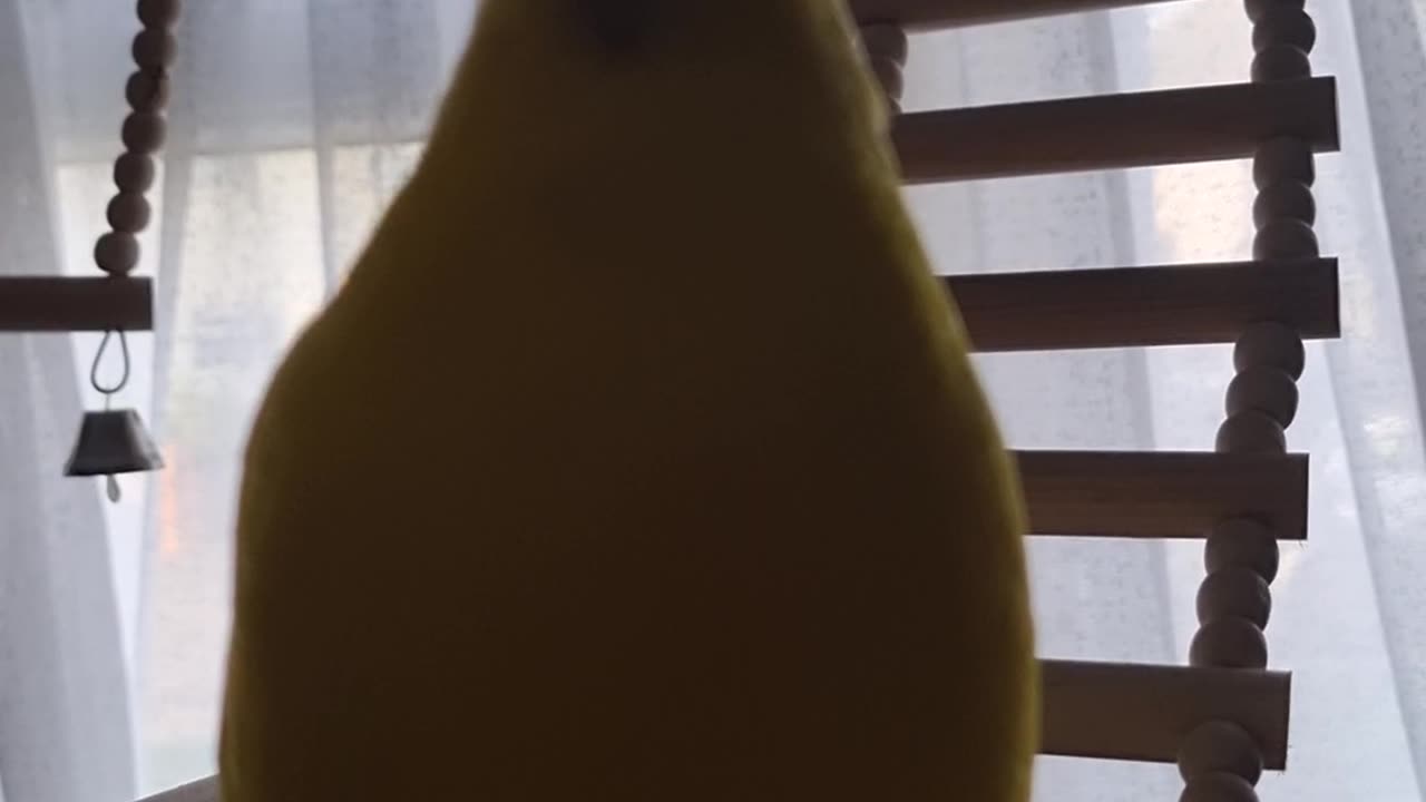 Chocobo to Camera, Pt 1