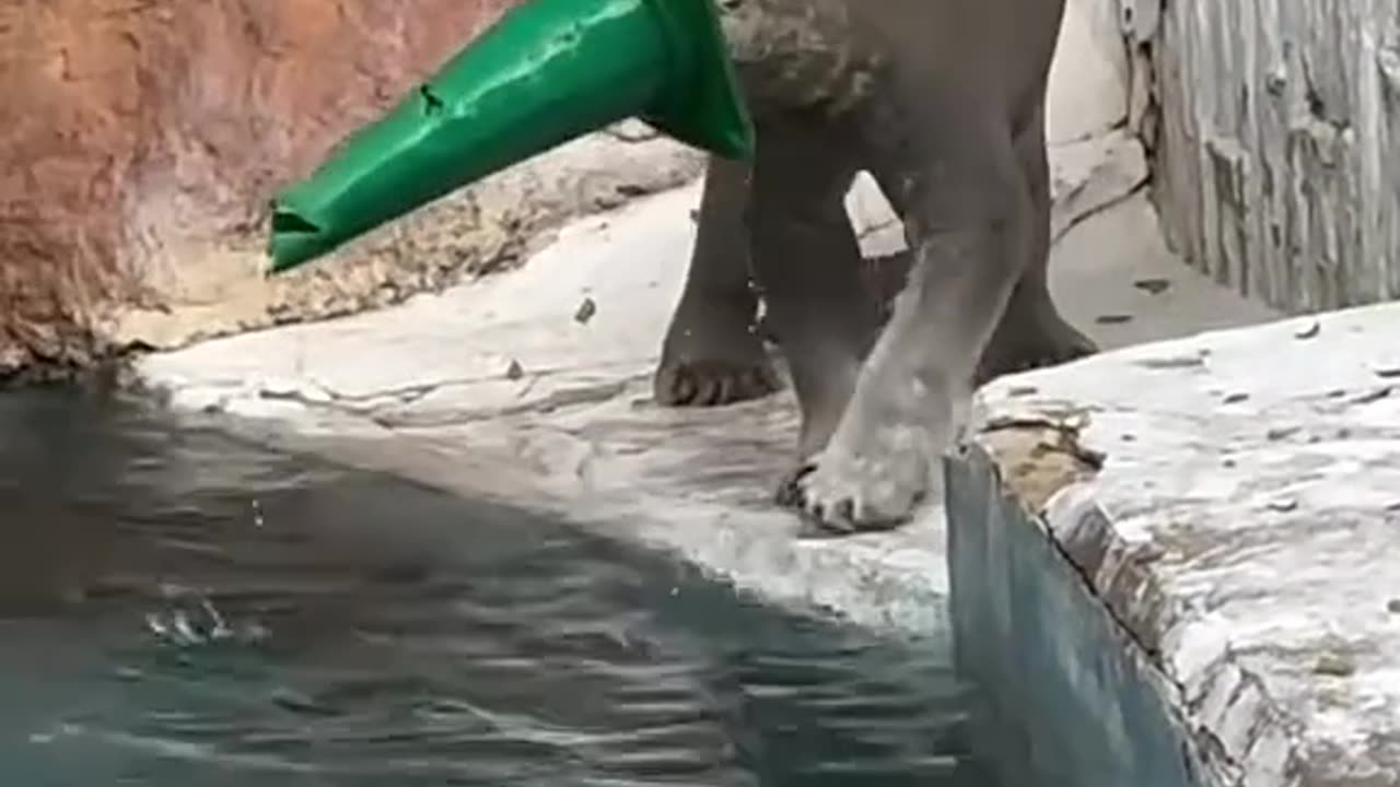 "🐻‍❄️😂 Polar Bear Rocks a Cone Hat Before Diving into Water!"