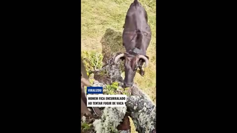 Dog Cleans Up Its Own Poop?! 😂 The Funniest Animal Moments That Will Make You Lose It!