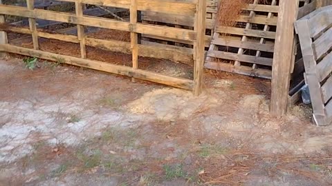 Chicken playground