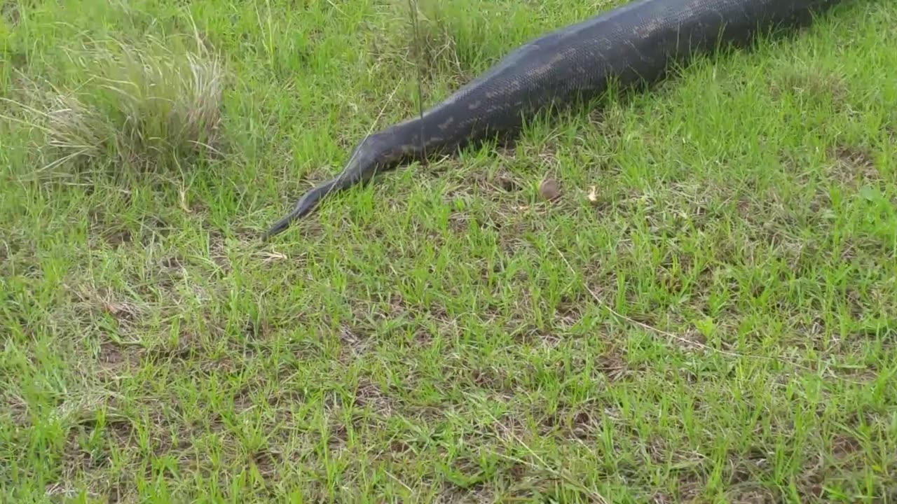 Massive African Rock Python Spotted in Ballito