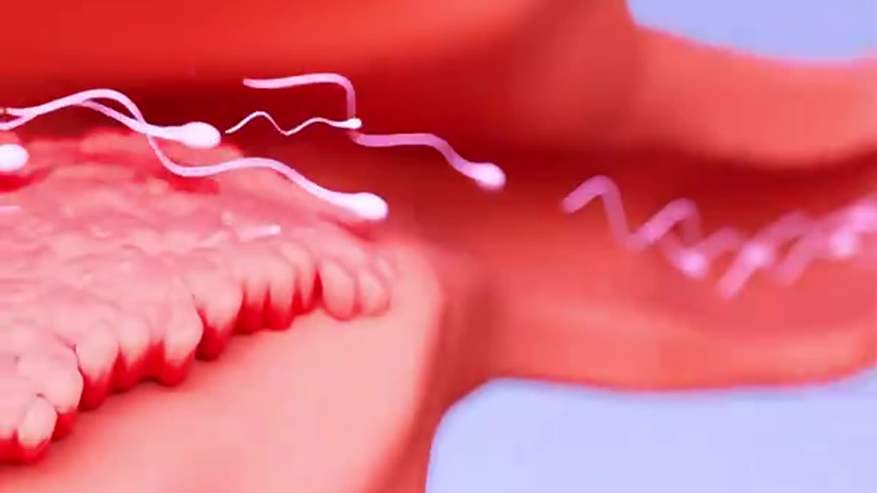 How Conception Works (3D Animation)