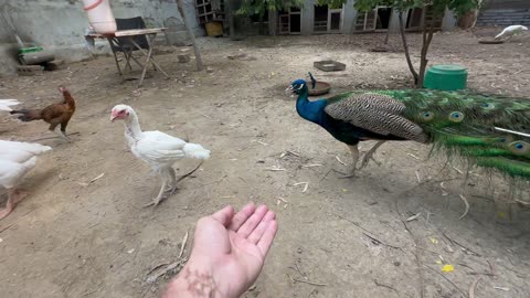 Aseel chicken farm vlog