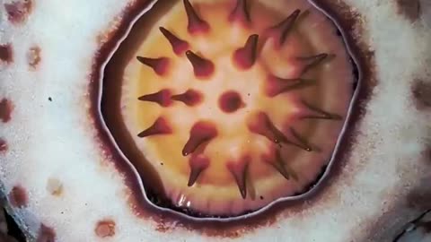 E kërkoi për 13 vite rresht, shkencëtari shpërthen në lot