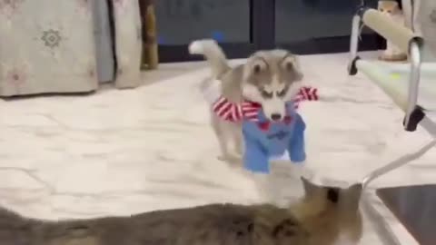 😂🐶 Watch This Hilarious Dog Get Dressed Up with a Shiv! | FeedMyCuriosity