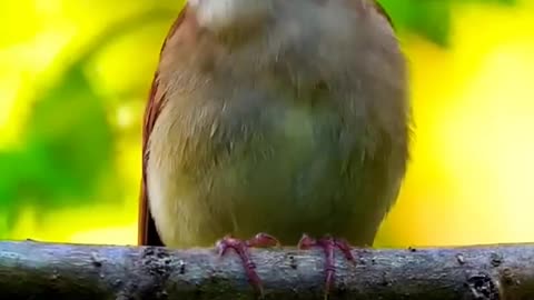 Bird singing a song