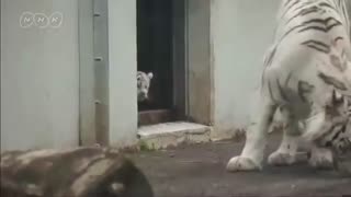 🤣😱 Surprise Attack Caught on Camera! | FunFM