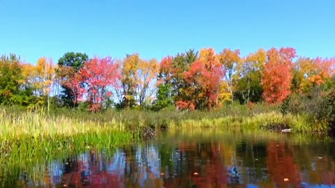 Fall Foliage