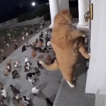 Vat prank video 😂