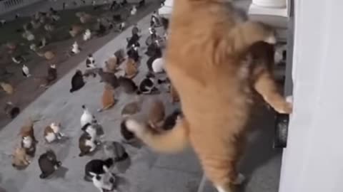 Vat prank video 😂