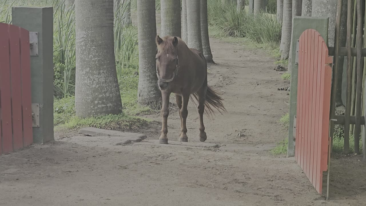 Chestnut South African Miniature Horse in South Africa