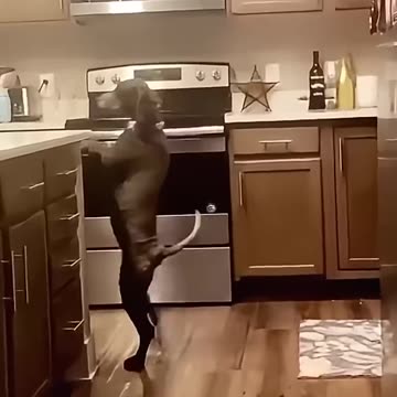 The Funniest Animal Moments You'll See Today Not to Laugh!"