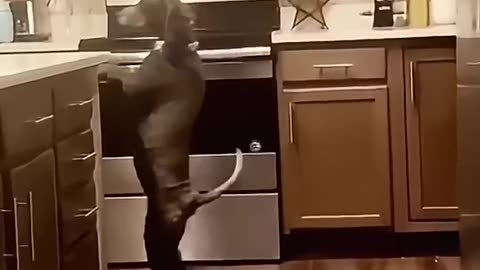 The Funniest Animal Moments You'll See Today Not to Laugh!"