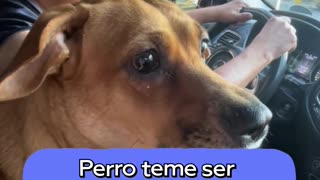 Perro reacciona emocionalmente al volver al sitio donde lo abandonaron