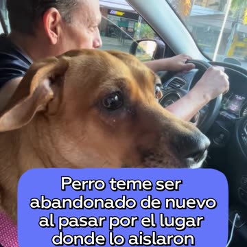 Perro reacciona emocionalmente al volver al sitio donde lo abandonaron