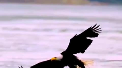 Eagle hunting: the power of the sky predator