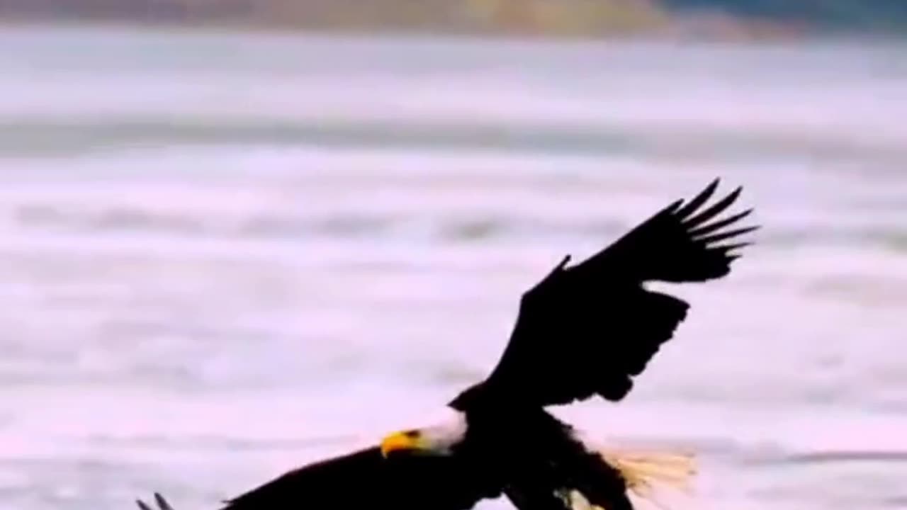 Eagle hunting: the power of the sky predator
