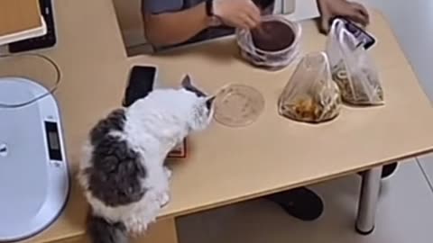 😂🤯 You Won't Believe What This Cat Did on the Table! | FunFM